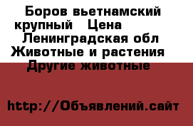 Боров вьетнамский крупный › Цена ­ 8 000 - Ленинградская обл. Животные и растения » Другие животные   